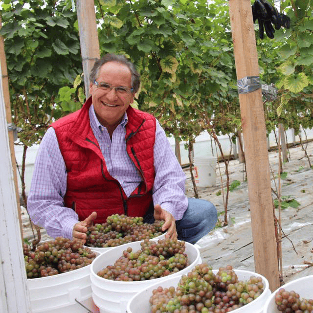 Vignoble Carpinteri - Tony Carpinteri