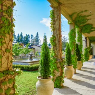 Vignoble Carpinteri